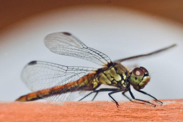 unnamed (54) unnamed (54)